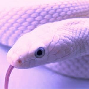 Meet your Posher, Benjamin